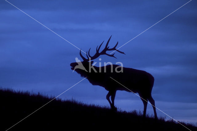 Wapiti (Cervus canadensis)