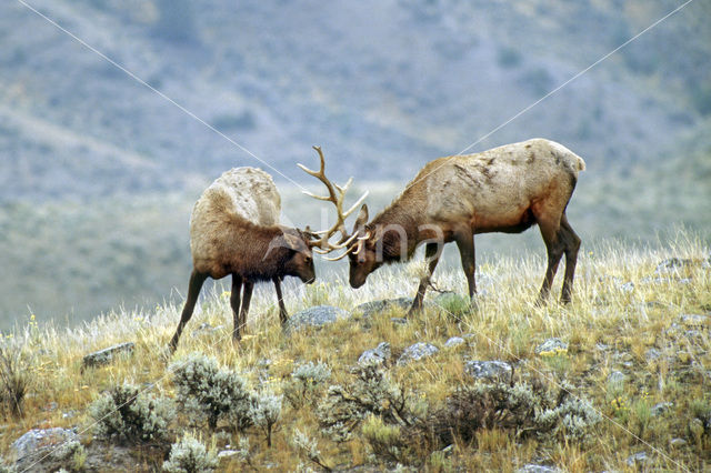 Wapiti (Cervus canadensis)