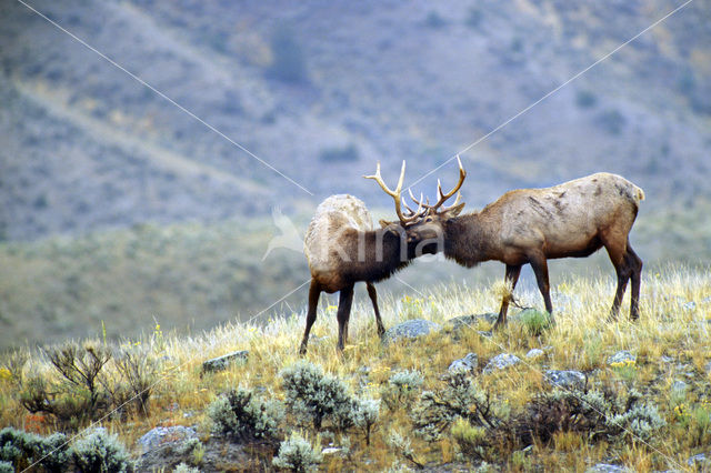 Wapiti (Cervus canadensis)