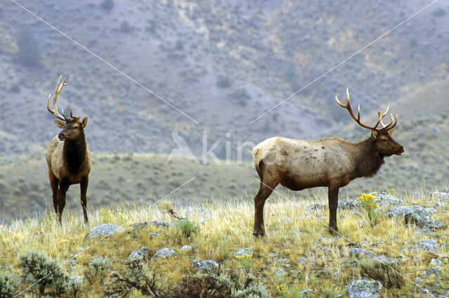 Wapiti (Cervus canadensis)