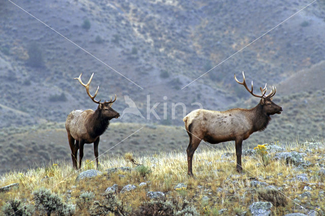 Wapiti (Cervus canadensis)