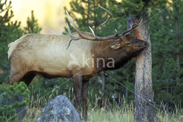 Elk (Cervus canadensis)