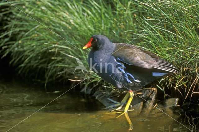 Waterhoen (Gallinula chloropus)