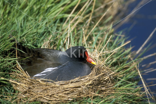 Waterhoen (Gallinula chloropus)