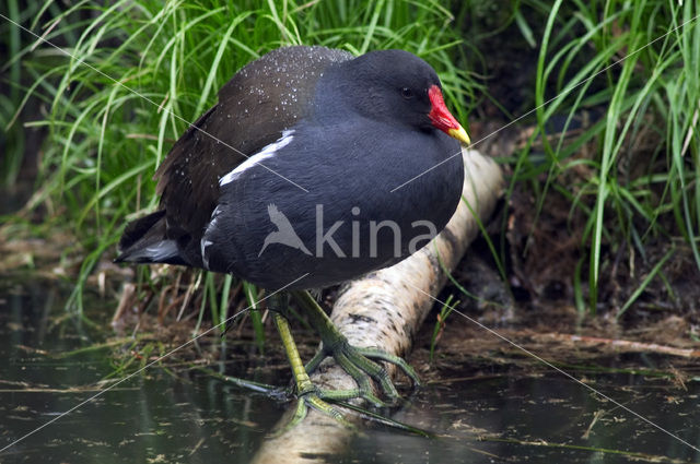 Waterhoen (Gallinula chloropus)