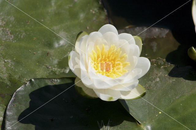 Waterlily (Nymphaea spec.)