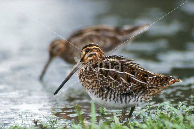 Watersnip (Gallinago gallinago)