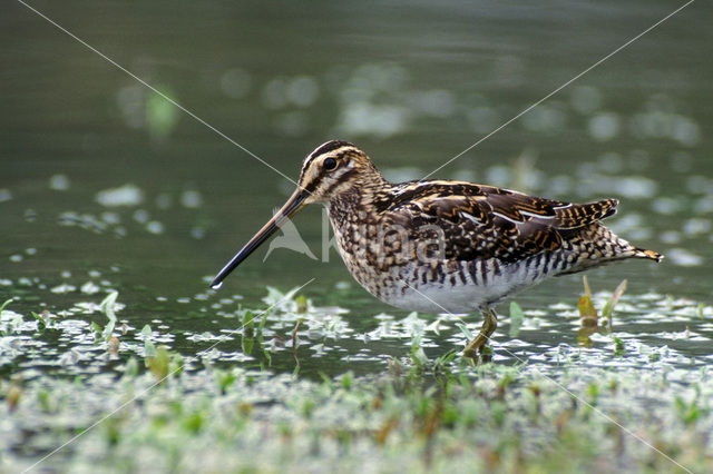 Watersnip (Gallinago gallinago)