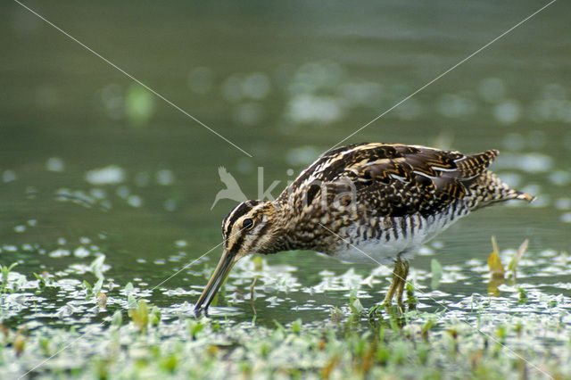 Watersnip (Gallinago gallinago)