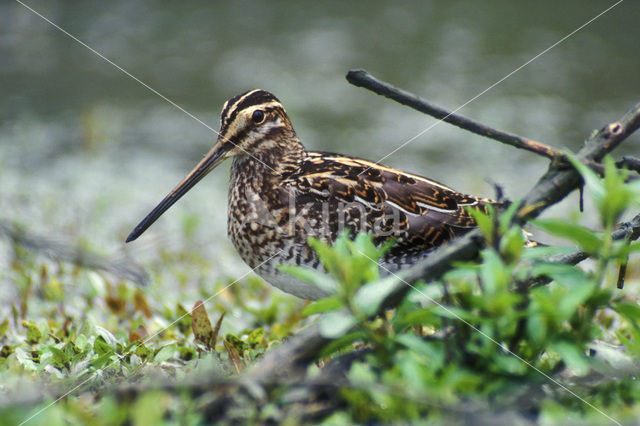 Watersnip (Gallinago gallinago)