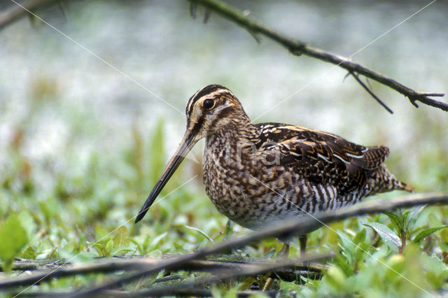 Watersnip (Gallinago gallinago)