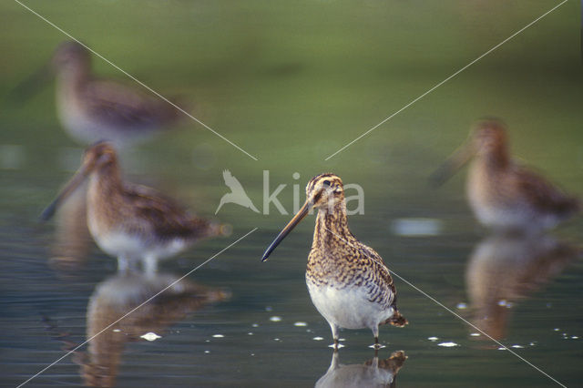 Watersnip (Gallinago gallinago)