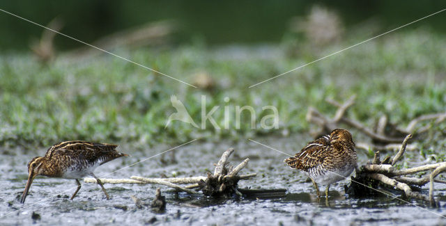 Watersnip (Gallinago gallinago)