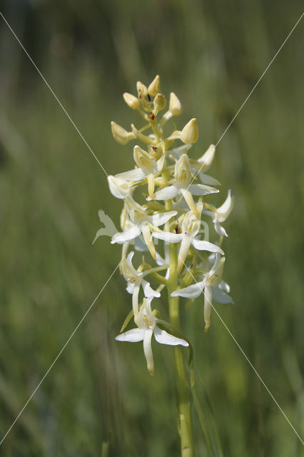 Welriekende nachtorchis (Platanthera bifolia)