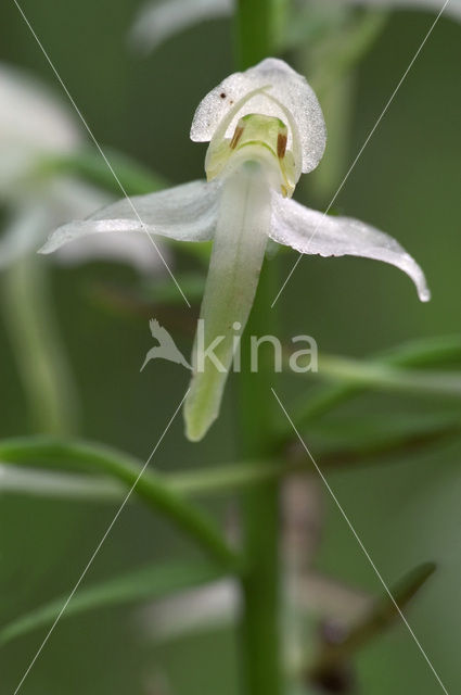 Welriekende nachtorchis (Platanthera bifolia)