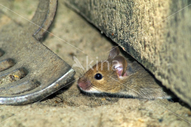 Westelijke huismuis (Mus domesticus)