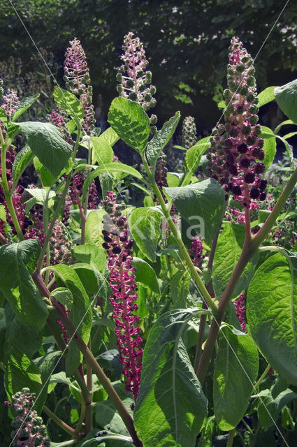 Westerse karmozijnbes (Phytolacca americana)