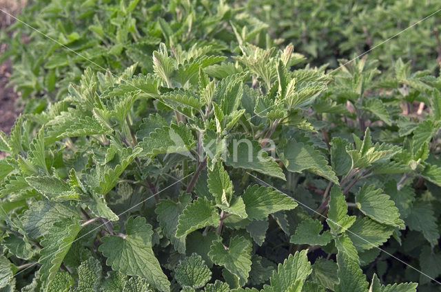 Wild kattenkruid (Nepeta cataria)