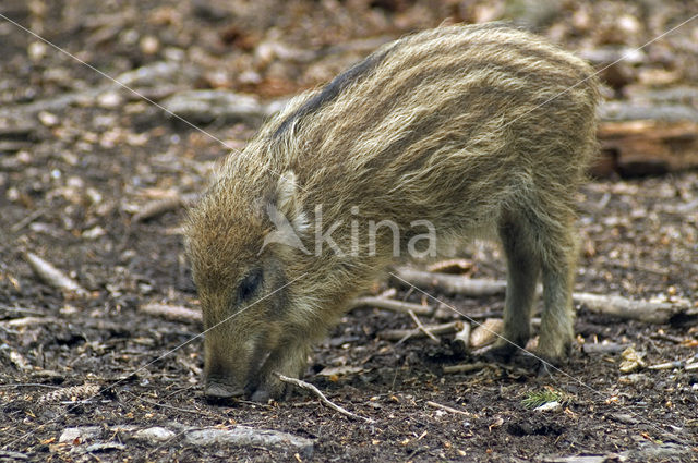 Wild zwijn