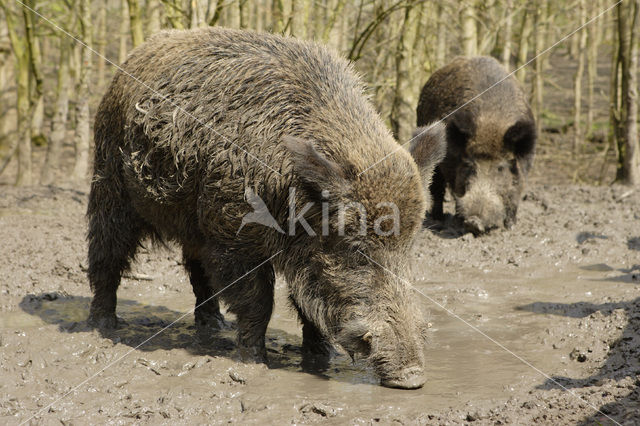 Wild zwijn