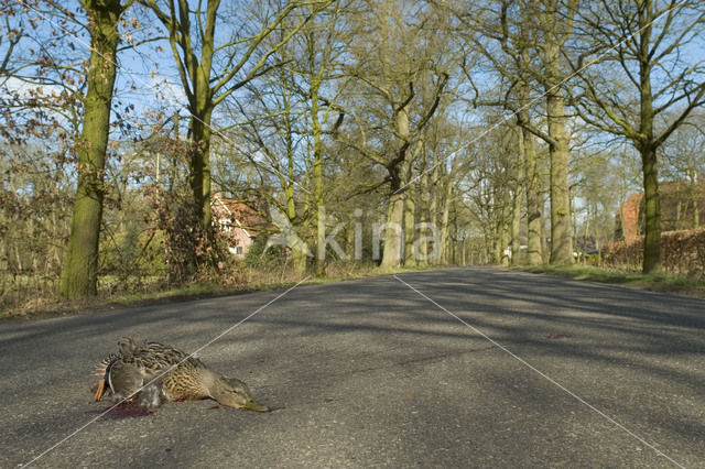 Wilde Eend (Anas platyrhynchos)