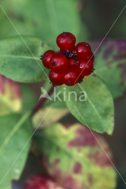 Wilde kamperfoelie (Lonicera periclymenum)