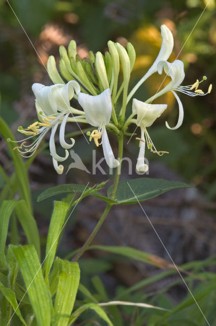 Wilde kamperfoelie (Lonicera periclymenum)