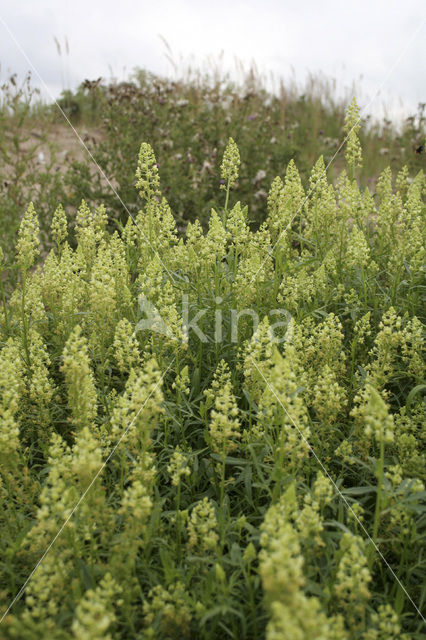 Wilde reseda (Reseda lutea)