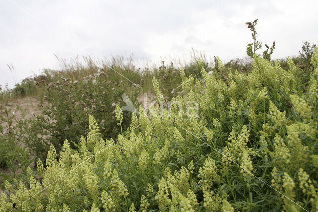 Wilde reseda (Reseda lutea)