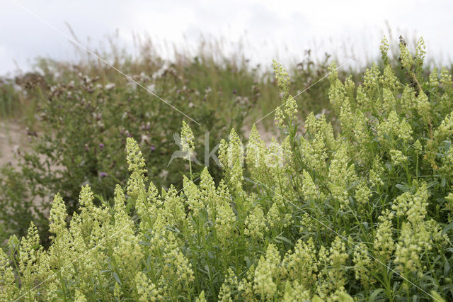 Wilde reseda (Reseda lutea)