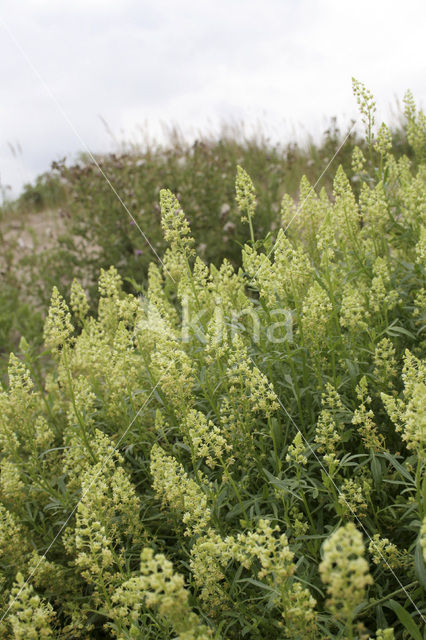 Wilde reseda (Reseda lutea)