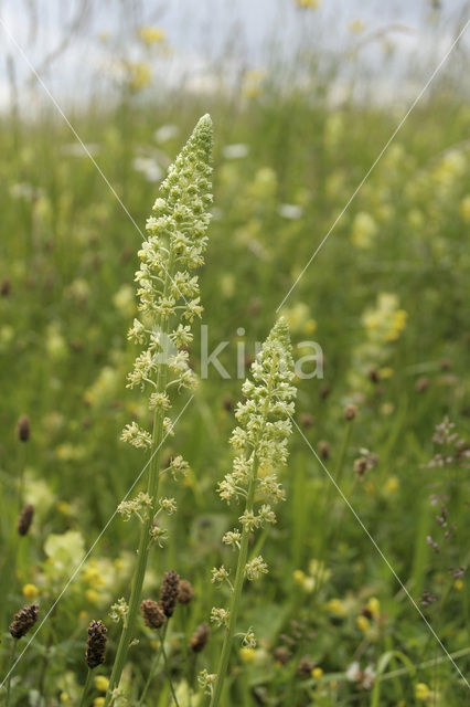 Wilde reseda (Reseda lutea)