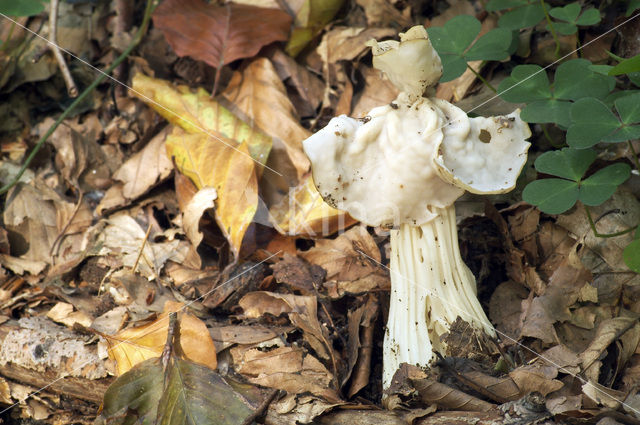 Witte kluifzwam (Helvella crispa)