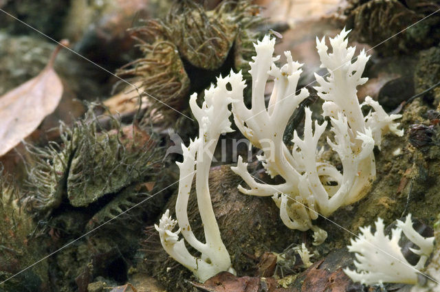 Witte koraalzwam (Clavulina coralloides)