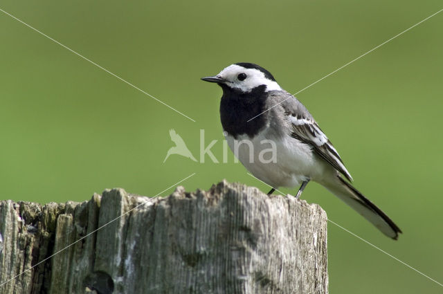 Witte Kwikstaart (Motacilla alba)