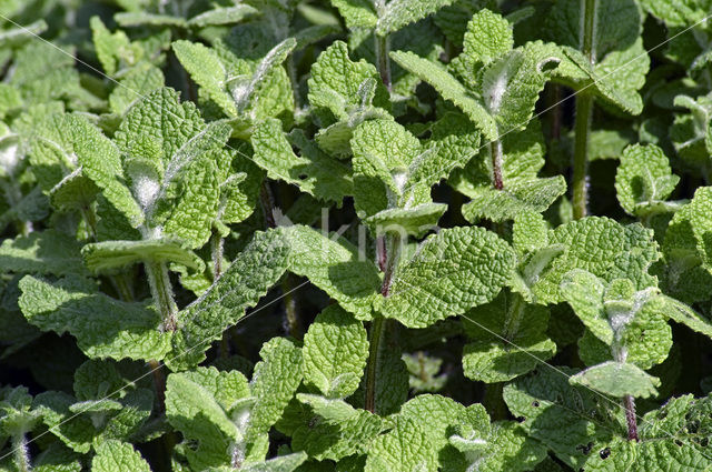 Witte munt (Mentha suaveolens)