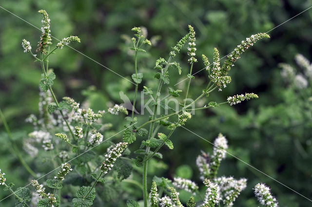 Witte munt (Mentha suaveolens)