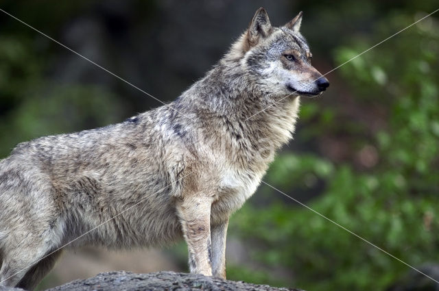 Grey Wolf (Canis lupus)