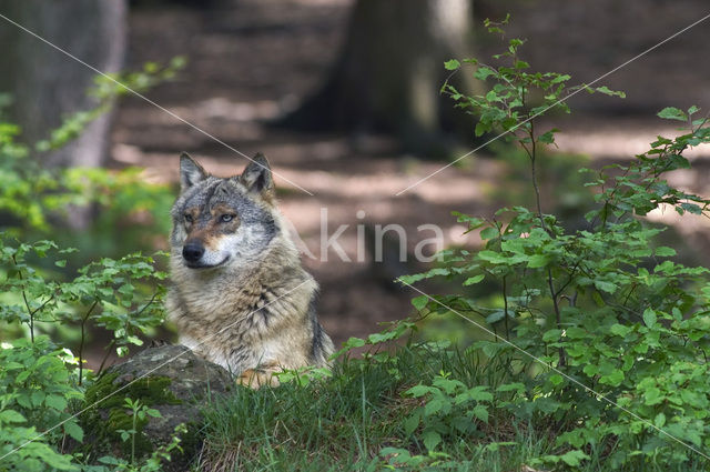 Grey Wolf (Canis lupus)