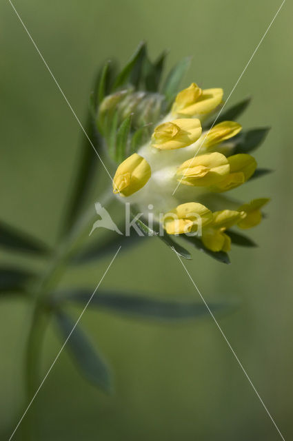 Wondklaver (Anthyllis vulneraria)