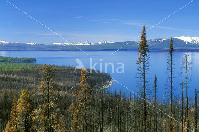 Yellowstone national park