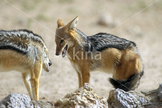 Zadeljakhals (Canis mesomelas)