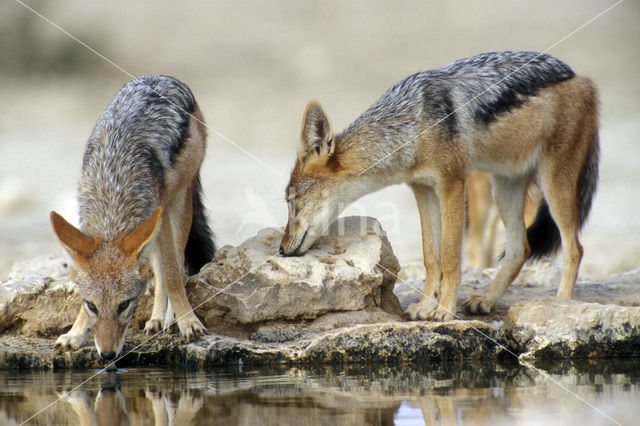 Zadeljakhals (Canis mesomelas)