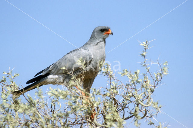 Pale Chanting-Goshawk (Melierax canorus)