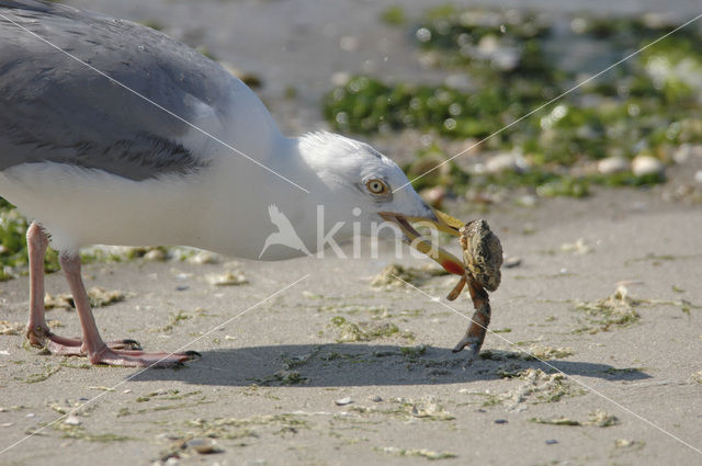 Zilvermeeuw (Larus argentatus)