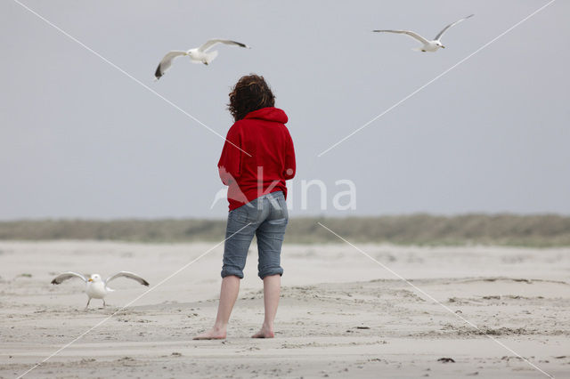 Zilvermeeuw (Larus argentatus)