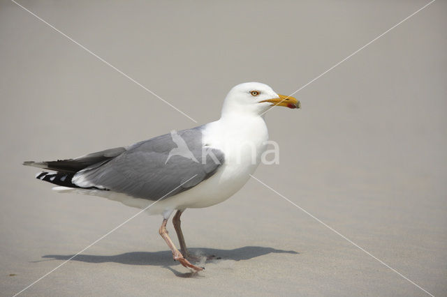 Zilvermeeuw (Larus argentatus)