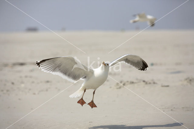 Zilvermeeuw (Larus argentatus)