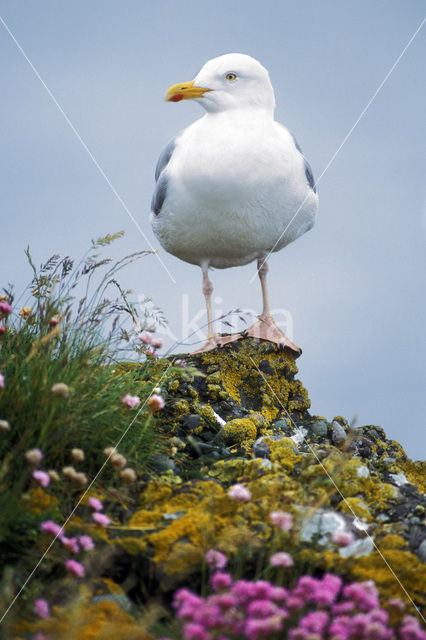 Zilvermeeuw (Larus argentatus)