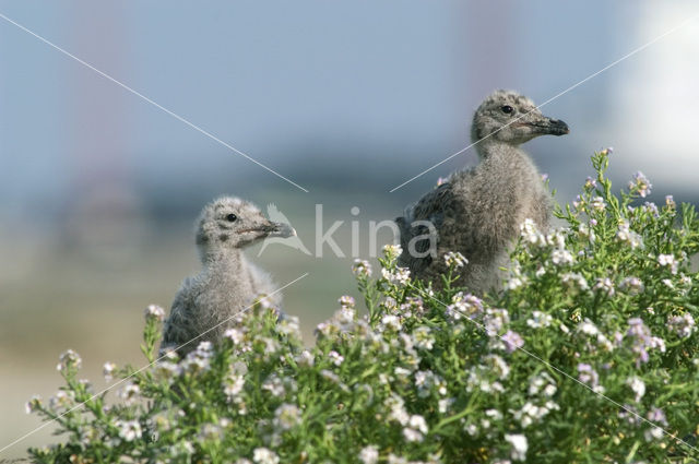 Zilvermeeuw (Larus argentatus)